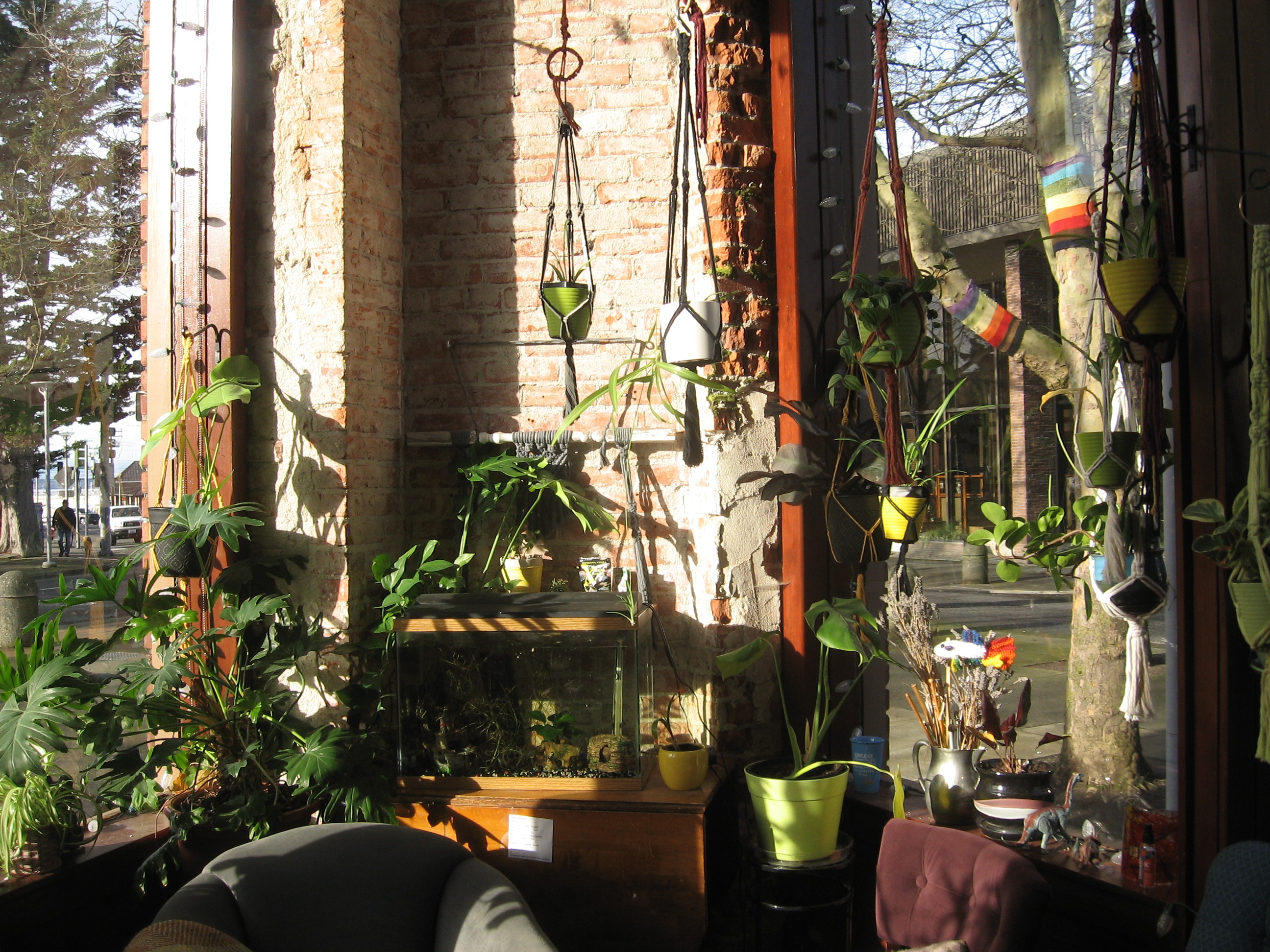 Daylight scene of a cozy brick interior with a lot of green plants hanging and sitting around. Winter trees outside.